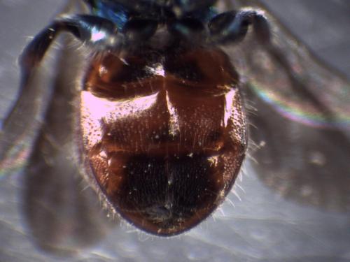 Réf. 348 924 : Hedychridium (roseum)